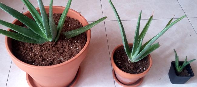 Consejos para el cuidado del Aloe vera (sábila)